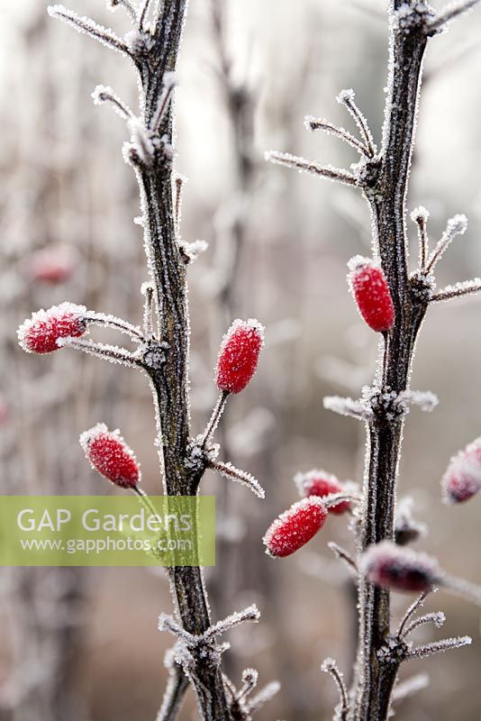 Berberis thunbergii 'Red Pillar'