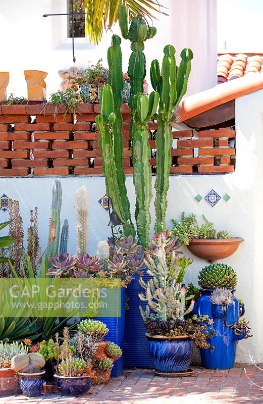 Assorted succulents, Agaves and Cactus in containers. Jim Bishop's Garden. San Diego, California, USA. August.