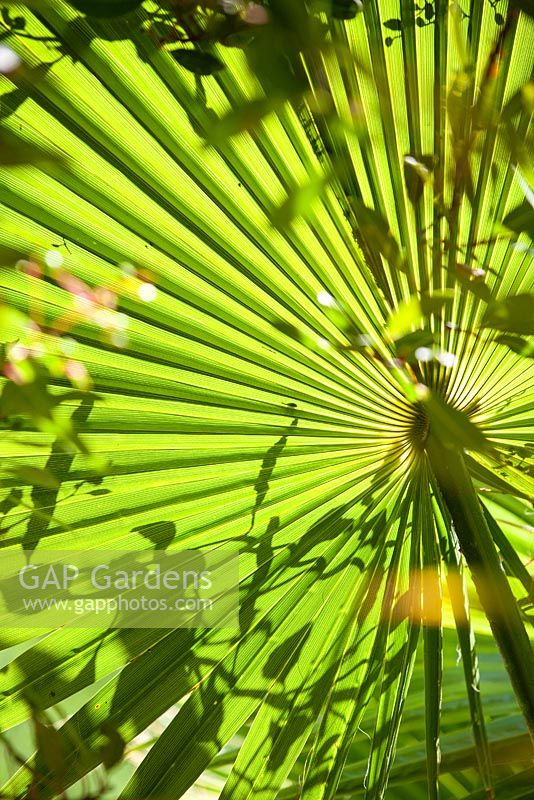 Washingtonia robusta frond, Mexican fan palm. Jim Bishop's Garden. San Diego, California, USA. August.
