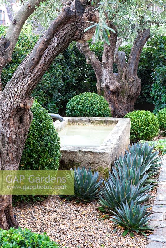 Cobbled courtyard with gravel garden containing topiary box balls and Agave with a water feature and mature olive trees.