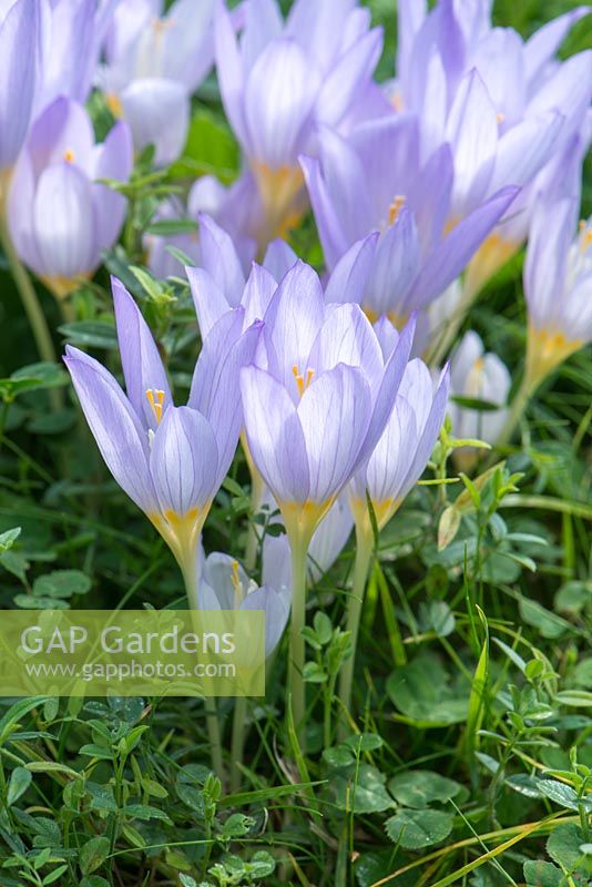 Crocus kotschyanus. Autumn crocus naturalised in rough grass