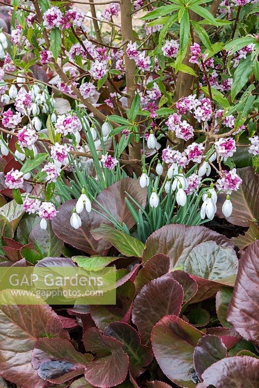 Bergenia 'Bressingham Ruby' with Daphne bholua 'Jacqueline Postill' and Galanthus 'S. Arnott'.