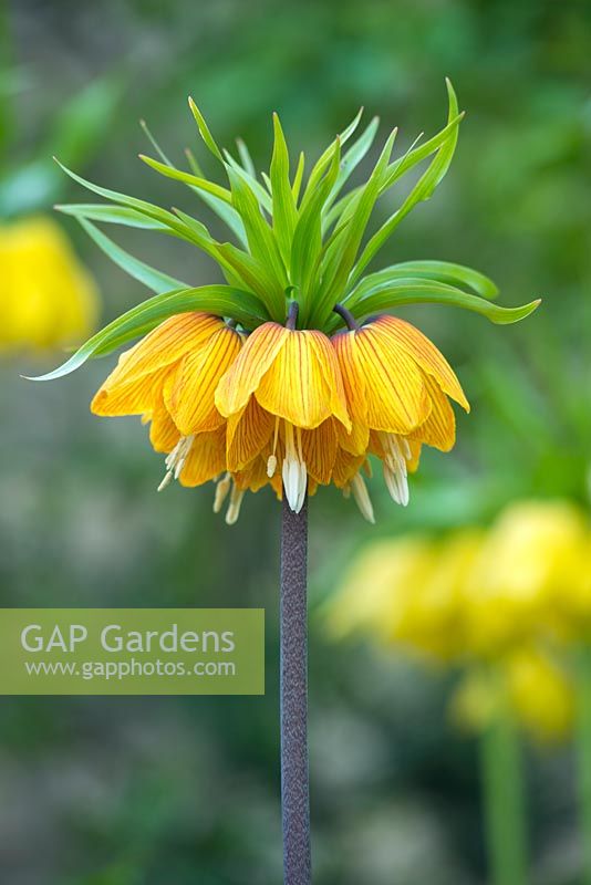 Fritillaria imperialis 'Striped Beauty'. Spring