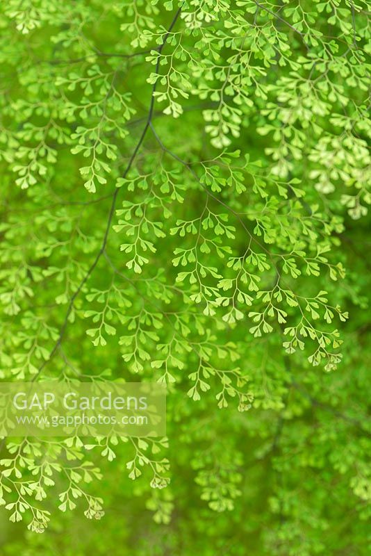 Adiantum raddianum 'Micropinnulum'