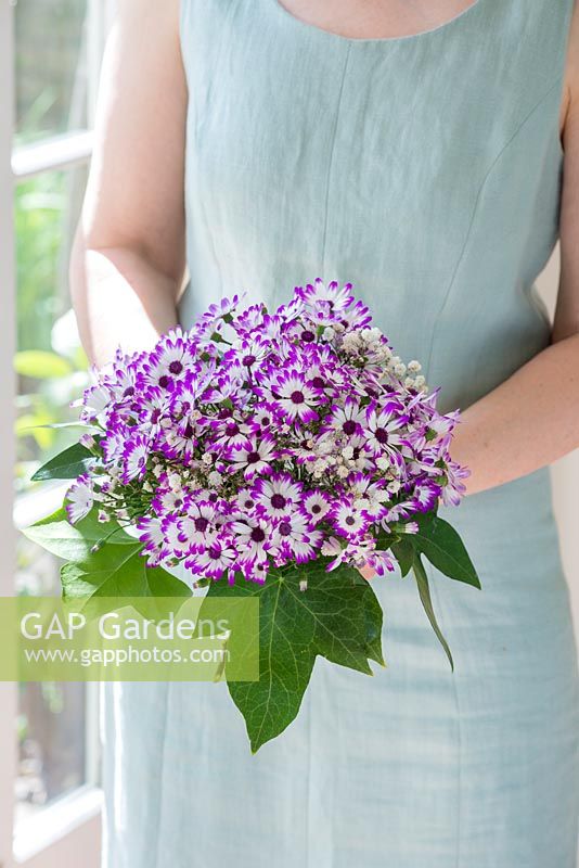 Pericallis hybrida Senetti in a bouquet