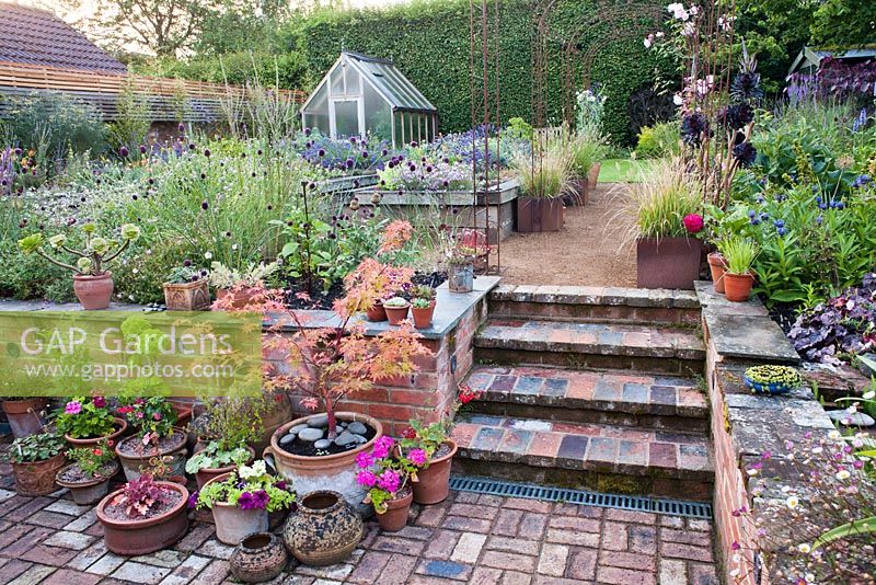 Sunken terrace with pots of Acer palmatum 'Sangokaku', Aeonium arboreum, Heuchera 'Peach Flambe', Pelargonium and Salvia microphylla 'Royal Bumble'. Raised beds of perennials and herbs. The Coach House