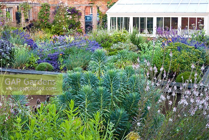 View across raised beds with perennials and herbs at The Coach House. Euphorbia characias subsp. wulfenii, Lavandula 'Hidcote', Linaria 'Canon Went'.