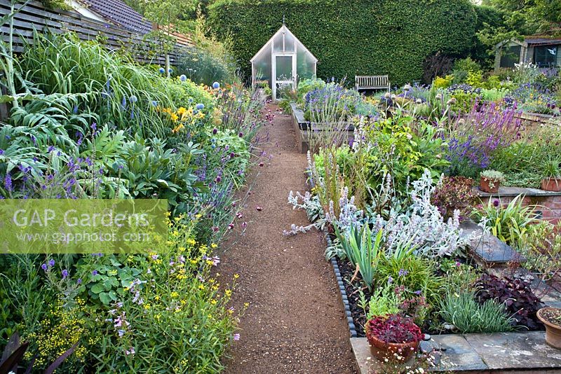 A path leads to a greenhouse through a double border planted with late summer flowering perennials including Linaria purpurea, Echinops 'Blue Globe', cardoon, Allium sphaerocephalon, Salvia, daylily, Sedum, Heuchera, Stachys byzantina. Raised bed with herbs. The Coach House.