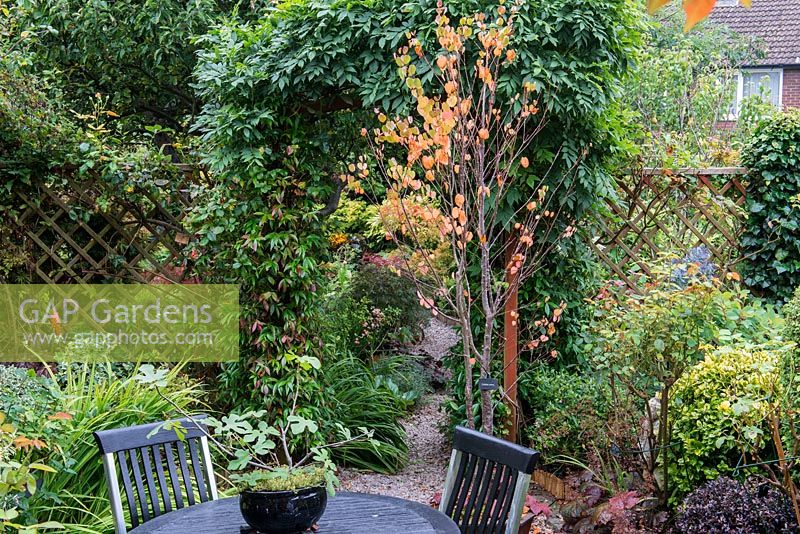 A town garden with seating area, Cerciphyllum japonicum and arch covered with Trachelospermum jasminoides and wisteria.