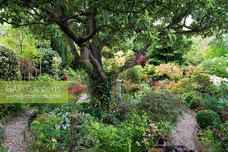 A town garden with island bed surrounding an old apple tree. In pot at front right, Acer palmatum dissectum 'Orangeola', Pachysandra terminalis. Euphorbia robbiae, pulmonaria and Hakonechloa macra.