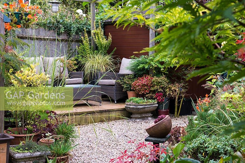 Tucked away in quiet corner at bottom of garden, between shed and greenhouse, a raised wooden deck with outdoor rattan furniture. Pots of acer, bonsai, heuchera and ornamental grasses. In tall pot Carex oshimensis 'Evergold' and berberis with nandina, mahonia and coleus.