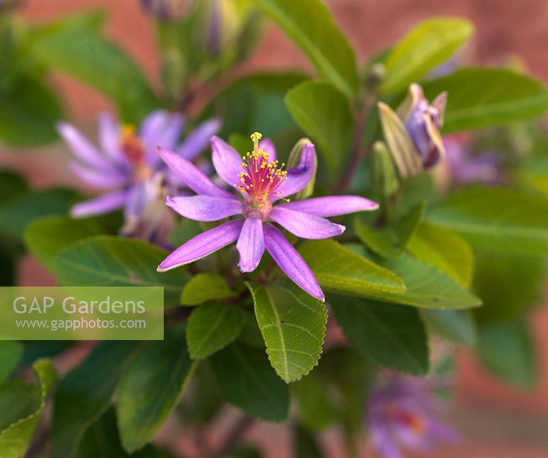 Grewia occidentalis, the African Starbush or Crossberry, is a tender, upright to partially climbing, evergreen shrub or small tree.