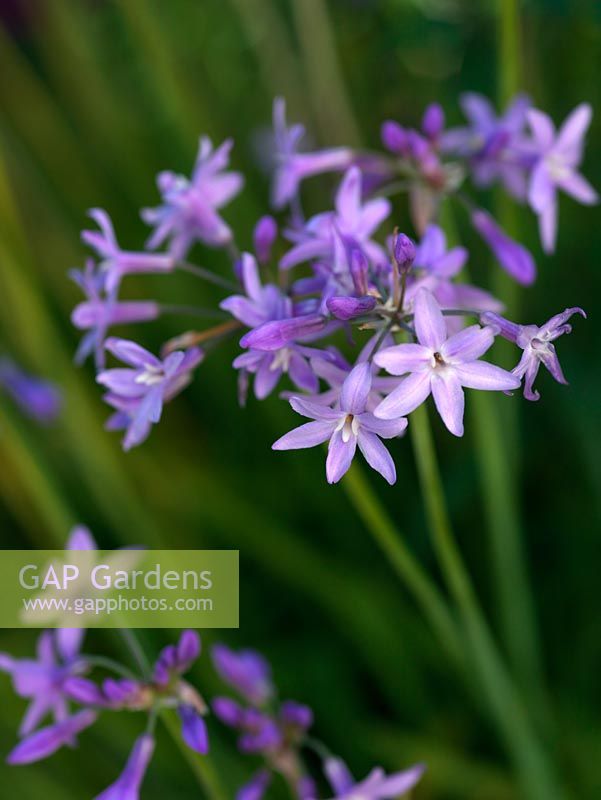 Tulbaghia violacea, a vigorous, clump-forming rhizomatous perennial with narrow leaves and, from midsummer until autumn, large heads of fragrant, lilac flowers.
