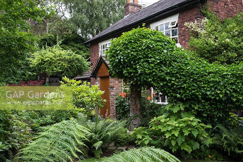 The front garden of Brooke Cottage planted with Cercis, Hydrangea, Rhodendron, Larch tree and ferns with a large ivy swag made from wooden stakes and chicken wire.