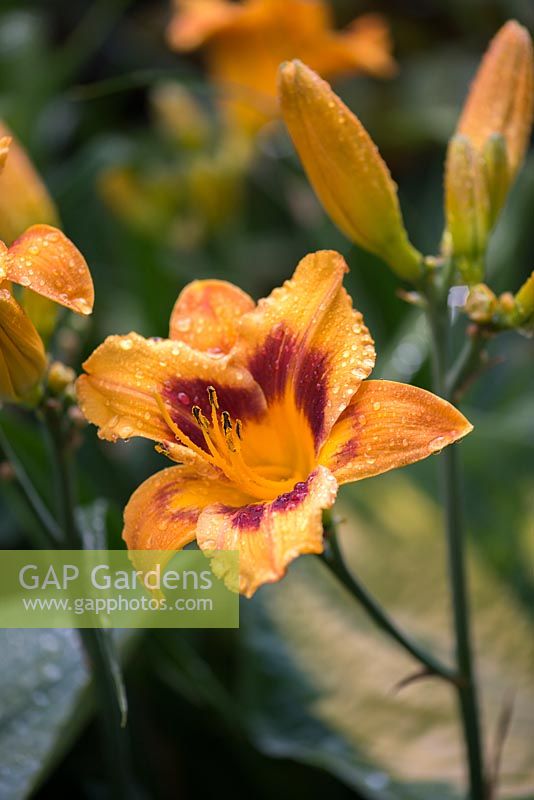 Hemerocallis Siloam Showgirl, daylily, a leafy perennial that bears showy flowers on tall, stiff stems from midsummer. Also an edible flower.