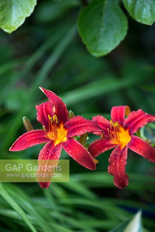 Hemerocallis Crimson Pirate, daylily, a leafy perennial that bears showy flowers on tall, stiff stems from midsummer. Also an edible flower.