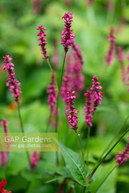 Persicaria affinis Firetail, a long flowering perennial which produces flowers from mid summer through autumn.