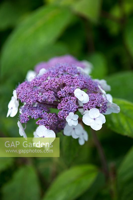 Hydrangea aspera macrophylla, is a medium-sized deciduous shrub producing small, blue-mauve flowers surrounded by white sterile florets.