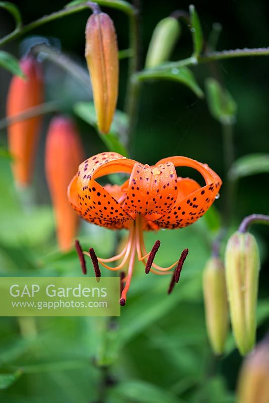 Lilium tigrinum var. splendens, tiger lily, produces tall spikes covered with orange flowers.