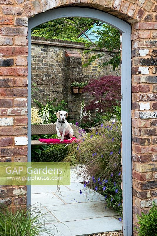 Doorway in brick wall frames view of small, paved courtyard garden. Sitting on bench, Harry the beagle.