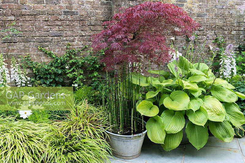 Planting from left to right: Digitalis alba, Cosmos 'White Purity', Hakonechloa macra 'Aureola', box, Hosta 'Sum and Substance', Japanese acer, horsetail reed grass in bucket.