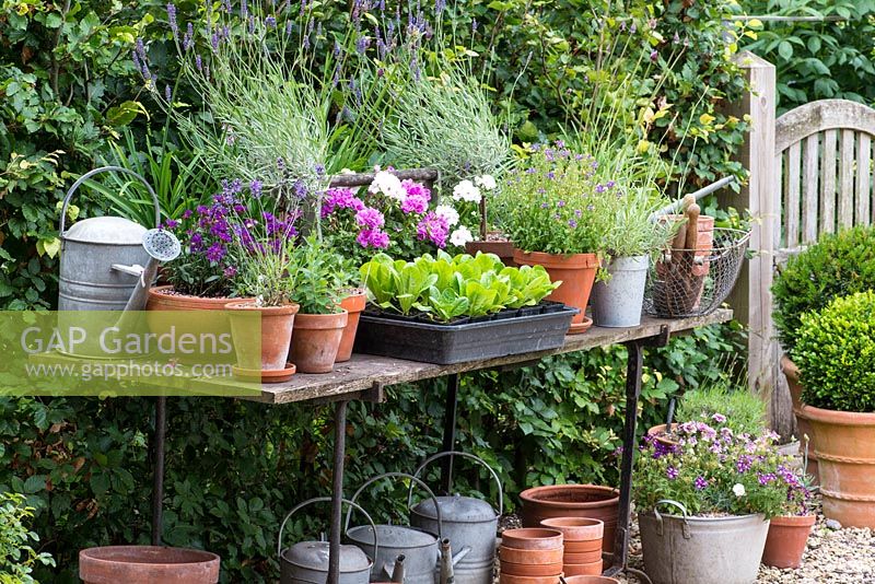 A potting bench with pots of lavender and  young Kos, or Romaine, lettuces ready to plant out.