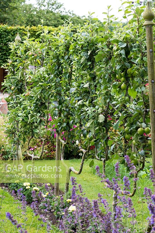 Malus - A row of apple trees trained into cordons.