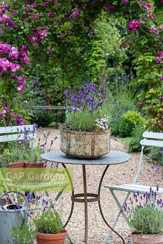 Lavandula angustifolia 'Imperial Gem' in a metal container. Behind, clematis scrambles over an arch.