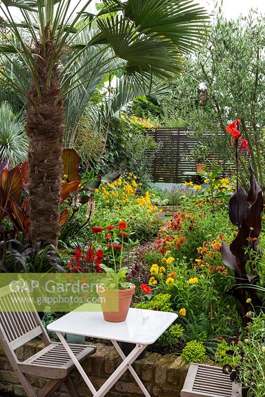 A tropical town garden with seating area surrounded by a hot border planted with coreopsis, canna, rudbeckia and zinnia under a Trachycarpus wagnerianus palm.