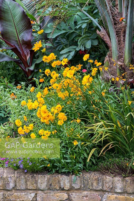 Clump of Coreopsis grandiflora 'Golden Globe' and Crocosmia 'George Davison'