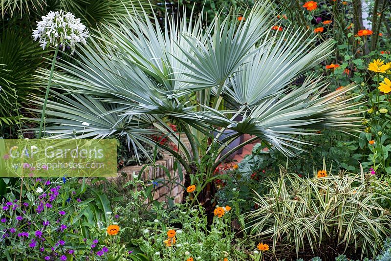 Brahea armata, blue fan palm, in a hot border.