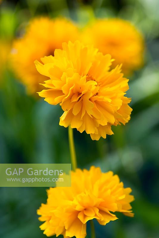 Coreopsis grandiflora 'Golden Globe', large-flowered tickseed, perennial, August.