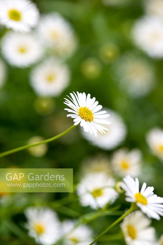 Erigeron karvinskianus, fleabane, perennial, August.