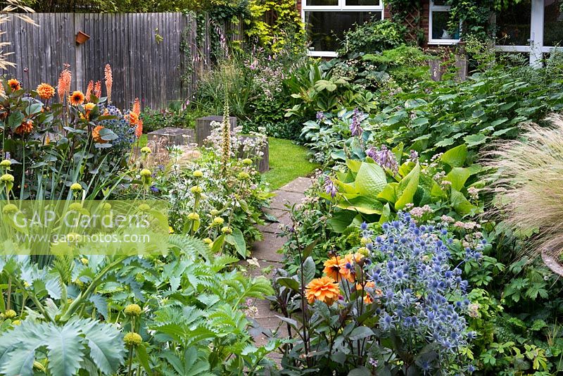 A colourful front garden with Melianthus major, Dahlia 'David Howard', Eryngium 'Jos Eijking', Phlomis russeliana, digitalis ferruginea and hostas.