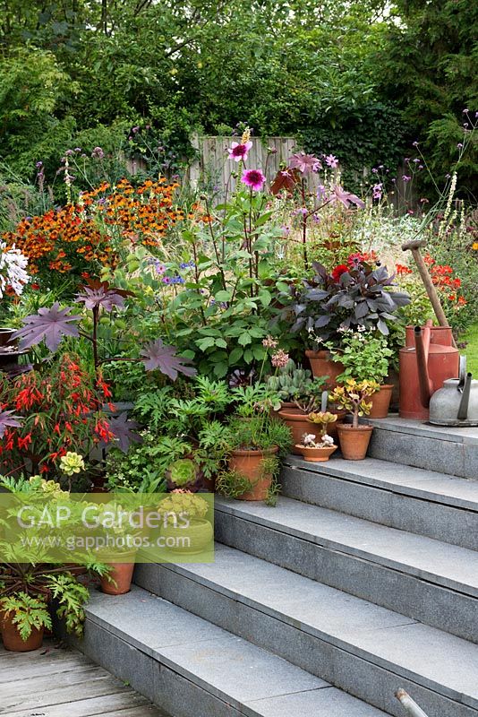 Colourful late summer border and containers with Begonia boliviensis, Dahlia 'Blue Bayeux', Ricinus communis, crassula and aeonium.