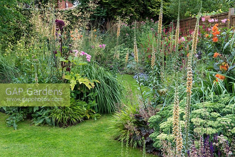 A colourful late summer border with Digitalis ferruginea, Lythrum salicaria, sedum, heuchera and Stipa gigantia 