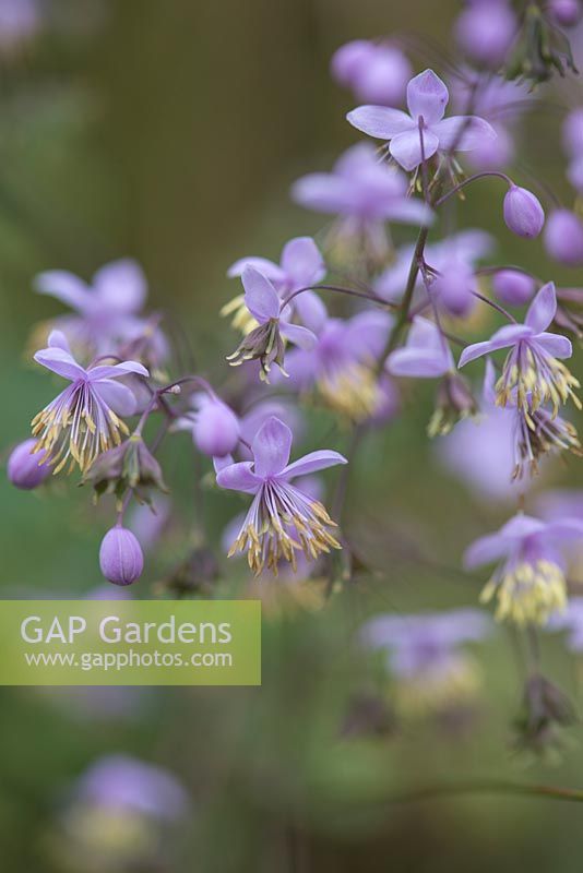 Thalictrum delavayi, a perennial which produces Fluffy sprays of pale purple flowers on upright, green stems above clumps of fern-like, grey-green leaves.