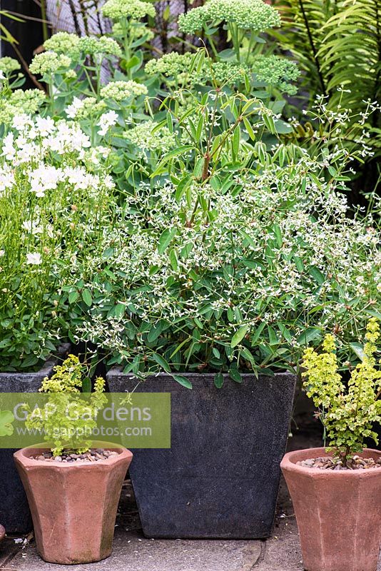 A small container group with white-flowered Euphorbia 'Silver Fog'