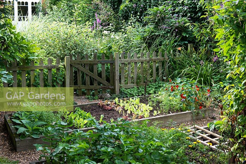 A town garden potager with raised vegetable beds with salad leaves and nasturtium behind a picket fence.