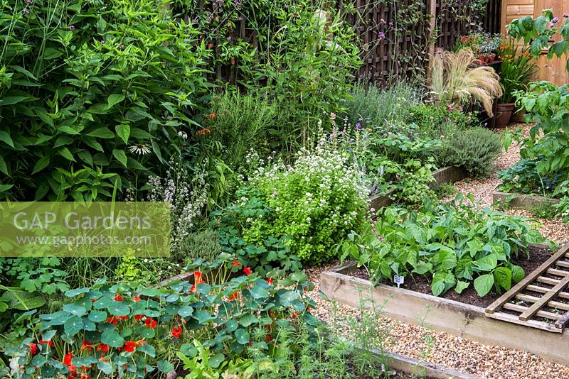 A town garden potager with raised vegetable beds and border with herbs and perennials. Plants include nasturtium, dwarf French beans, oregano, rosemary, coneflower and Verbena bonariensis.