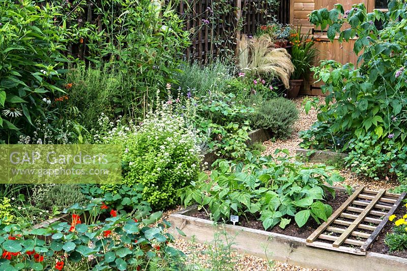 A town garden potager with raised vegetable beds and border with herbs and perennials. Plants include nasturtium, dwarf french beans, oregano, rosemary, raspberries and Verbena bonariensis.
