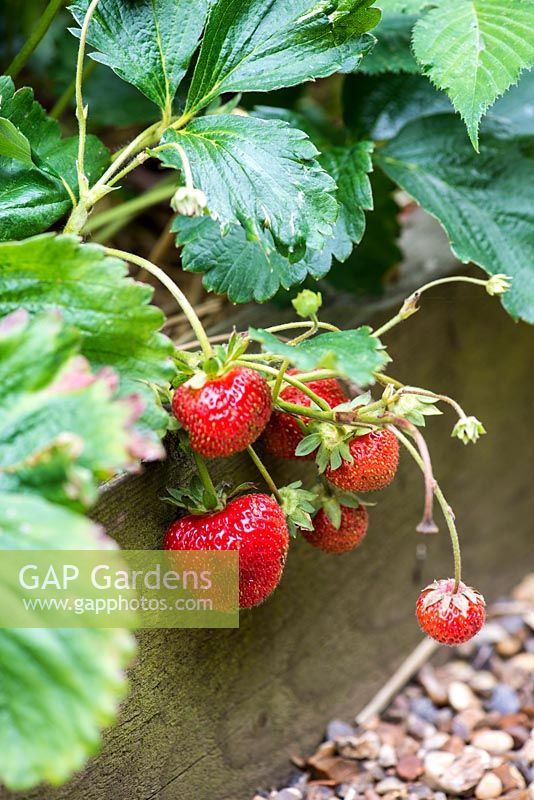 Fragaria x ananassa - Strawberries overhanging a raised bed.
