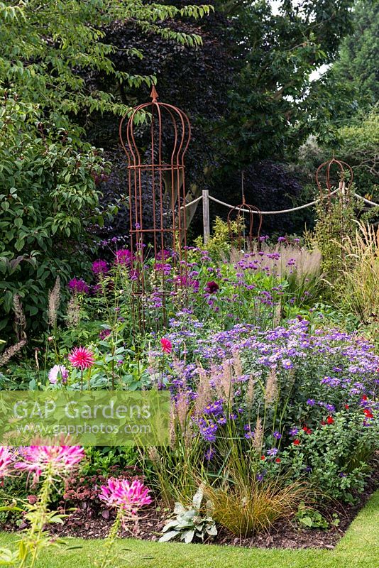 A purple and pink late summer border planted with Aster frikartii Monch, Verbena bonariensis, Calamagrostis grass, Cleome Violet Queen and Dahlia Hillcrest Royal.