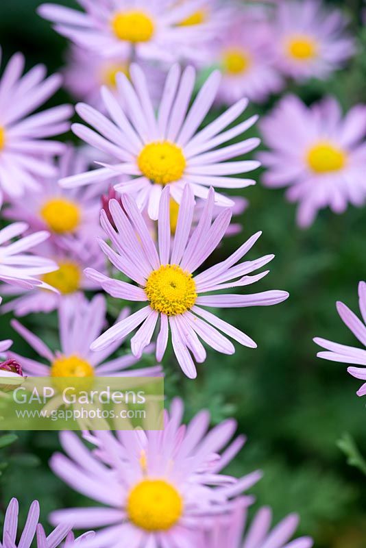 Aster 'Tapestry', a daisy flowered perennial providing colour in late summer and early autumn.