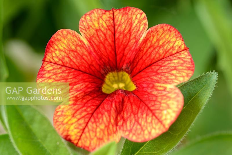 Calibrachoa 'Kabloom' series mixed.  One colour from mix,  July