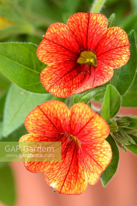 Calibrachoa 'Kabloom' series mixed.  One colour from mix,  July