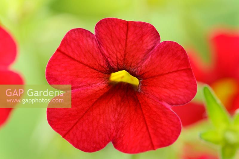 Calibrachoa 'Kabloom series mixed'. One colour from mix.  August