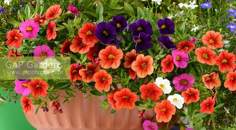 Calibrachoa 'Kabloom series mixed' in container, August
