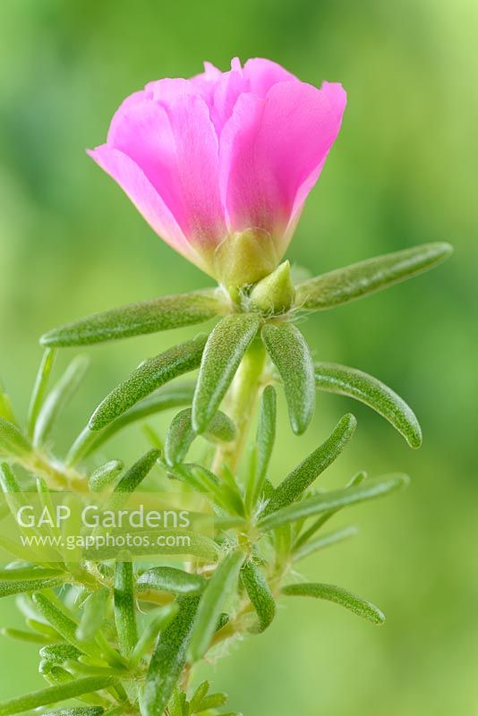 Portulaca grandiflora 'Happy Trails mixed' Moss rose. One colour from mix. Flower starting to open. July