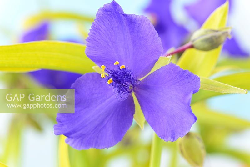 Tradescantia - Andersoniana Group 'Sweet Kate'. Spider lily, Trinity flower, July